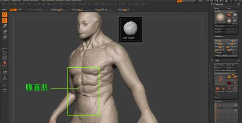 ZBrush雕刻肌肉,zbrush雕刻