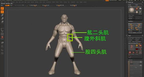 ZBrush雕刻肌肉,zbrush雕刻