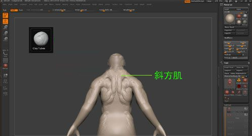 ZBrush雕刻肌肉,zbrush雕刻