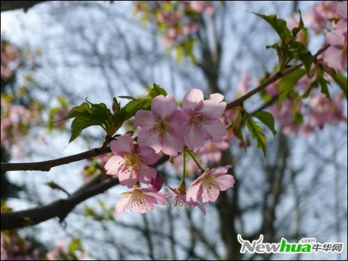 跟着好照片学后期 调出日系淡雅花卉 全福编程网教程