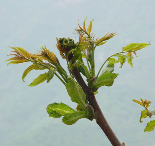 给植物照片抠图的PS教程 全福编程网