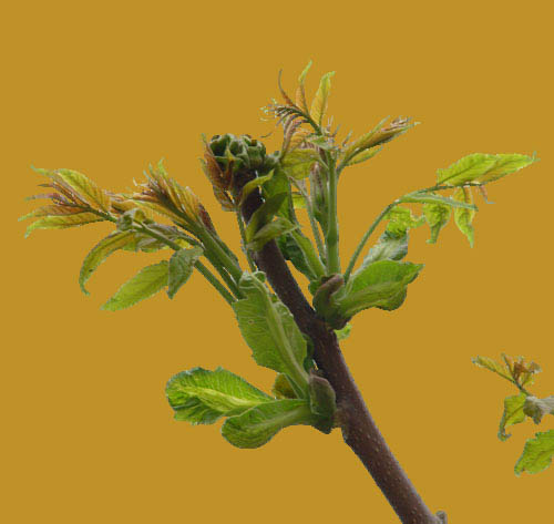 学习给植物照片抠图的PS教程