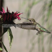 Photoshop转照片为SD娃娃效果,PS教程,思缘教程网